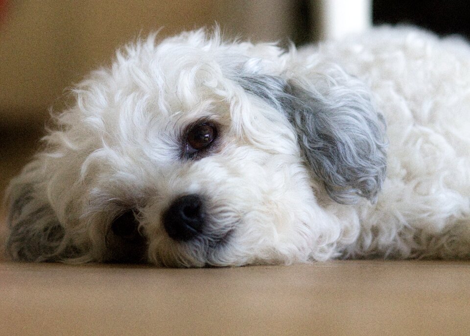 Wuschelig white animal