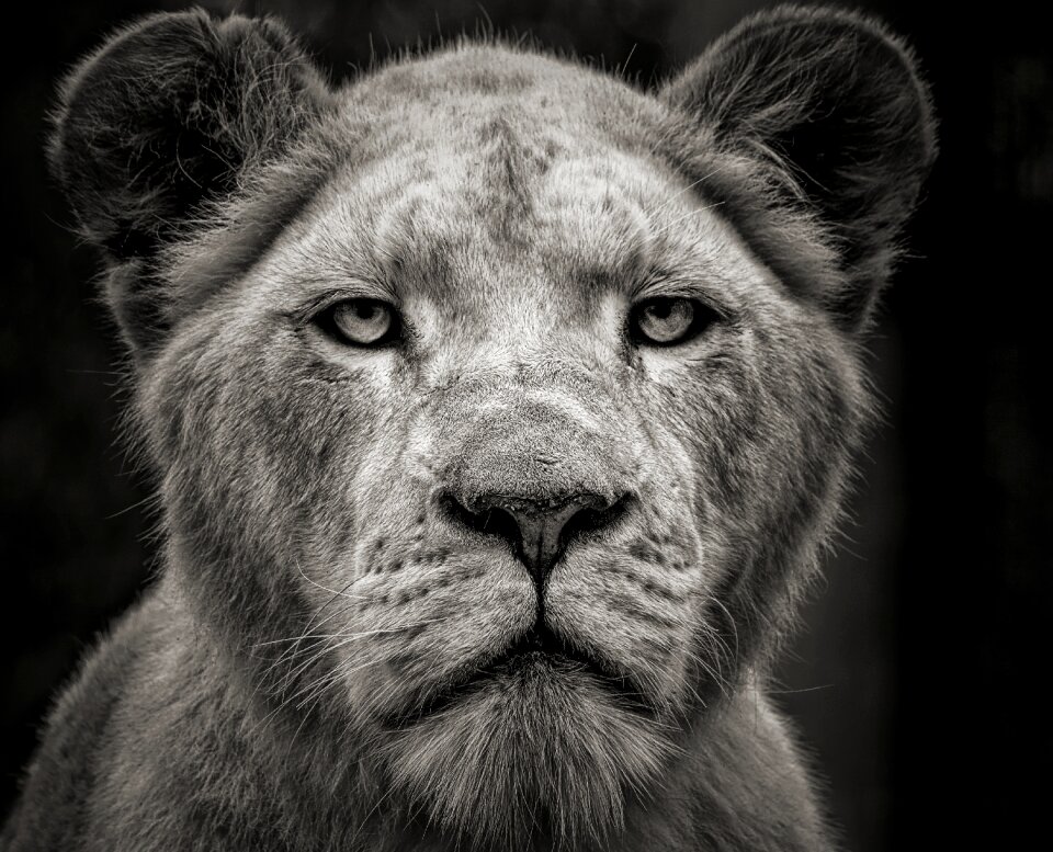 Mammal predator cat