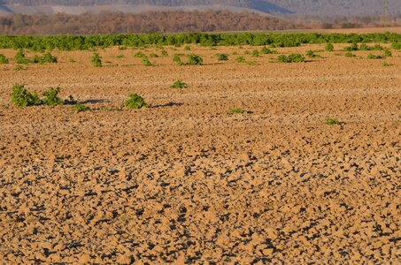 Harvest harvested landscape
