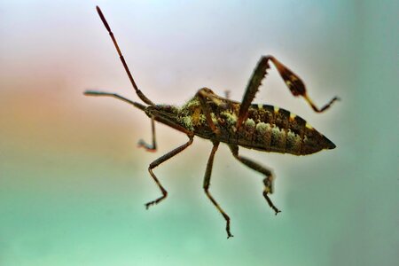 Bug macro crawl photo