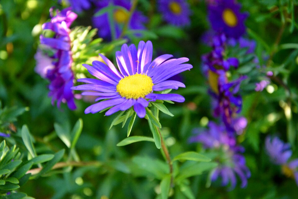 Garden massif natural