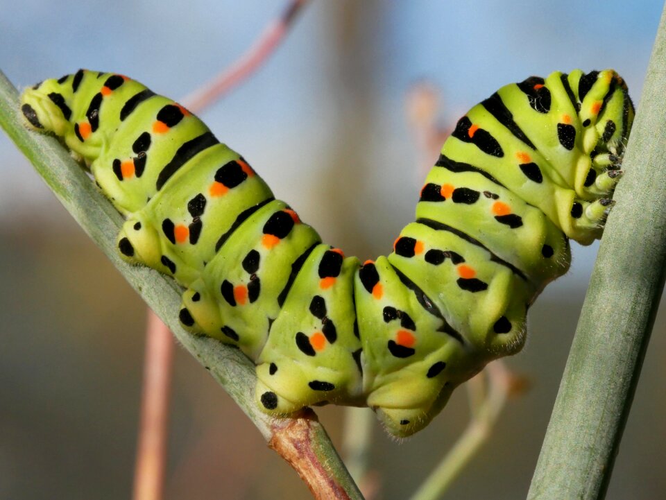 Insect caterpillar larva