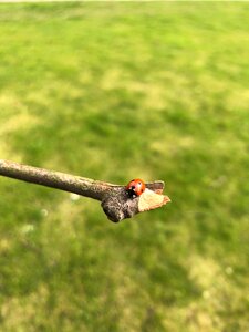 Green nature bug photo