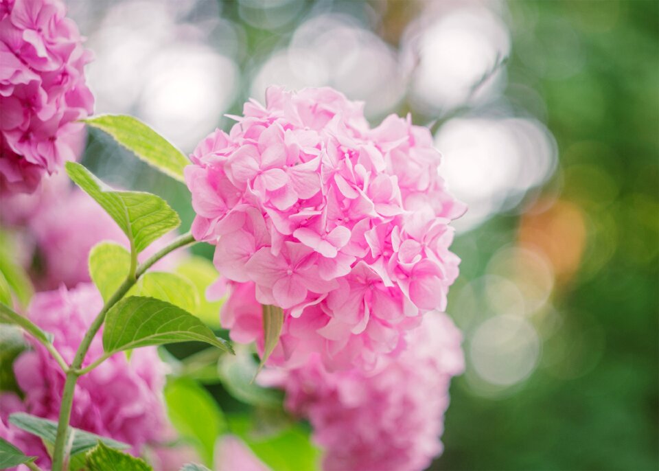 Nature hortensia hydrangea photo