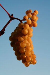 Winegrowing fruit grapevine photo