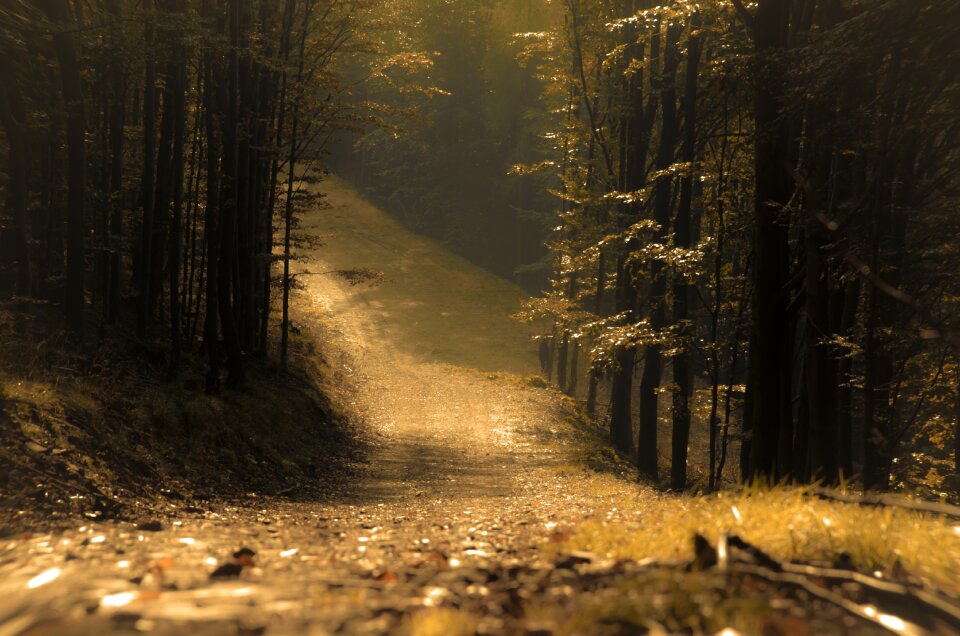 In the fall tree trail