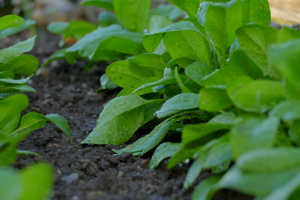 Soil irrigation cultivation