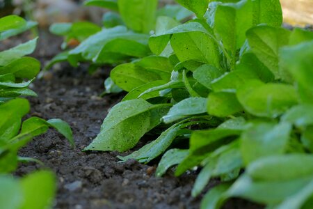 Soil irrigation cultivation