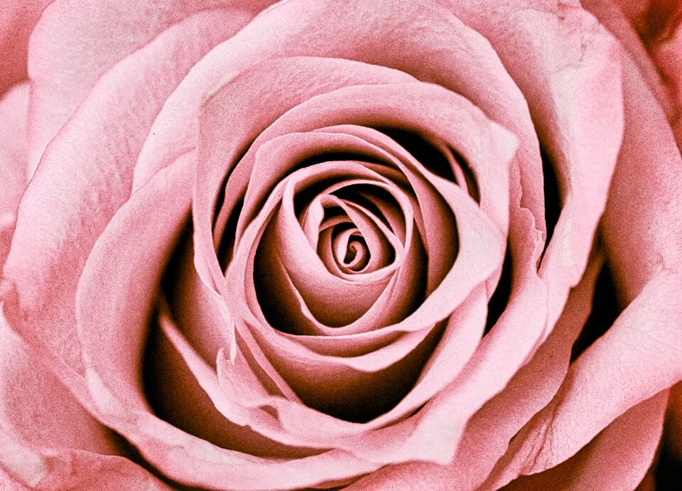 Pink romantic love