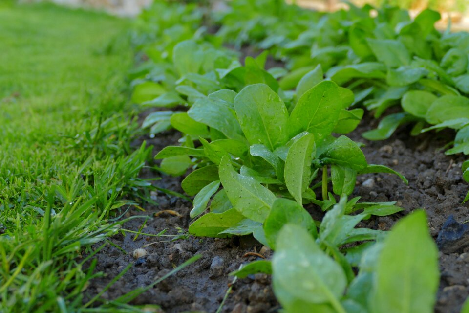 Vegetables healthy lawn