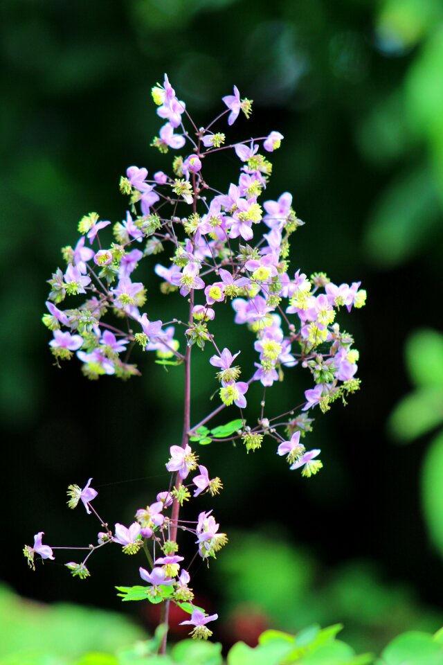Stamens garden flowers