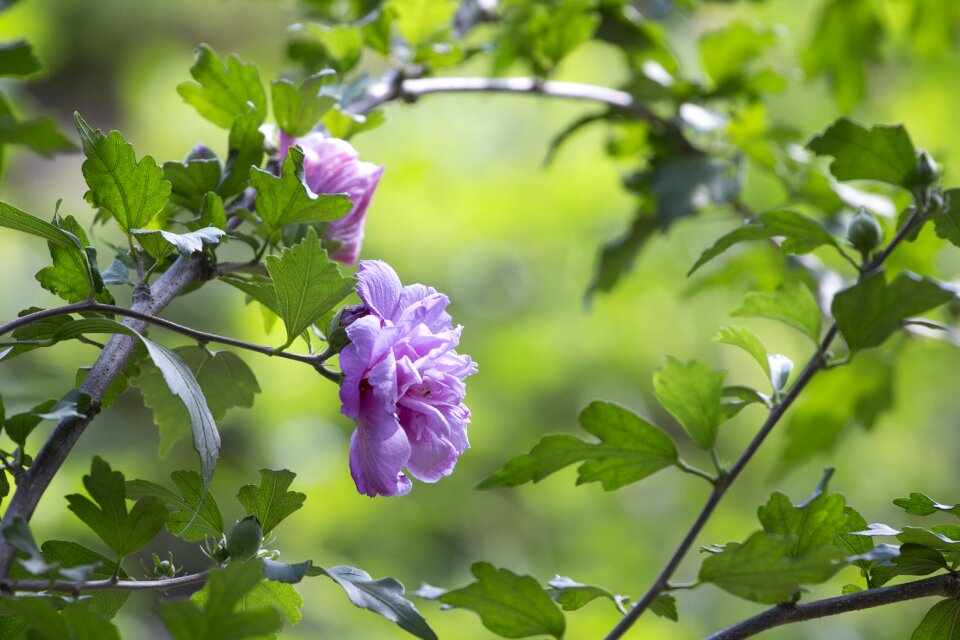 Plant flower hibiscus