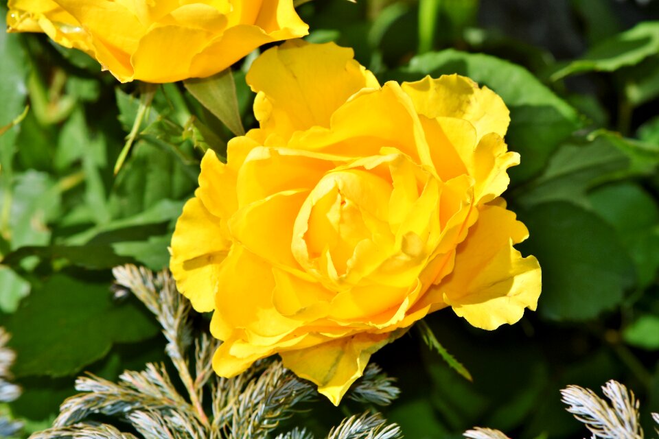 Rosebud rose bush blossom