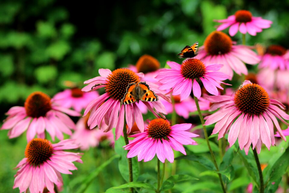 Summer garden butterflies