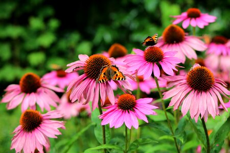 Summer garden butterflies