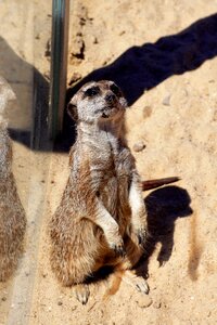 Cute mammal portrait