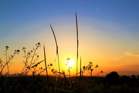 Plant sky clouds photo