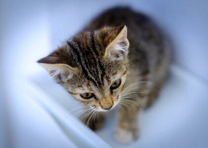 Baby animal whiskers photo