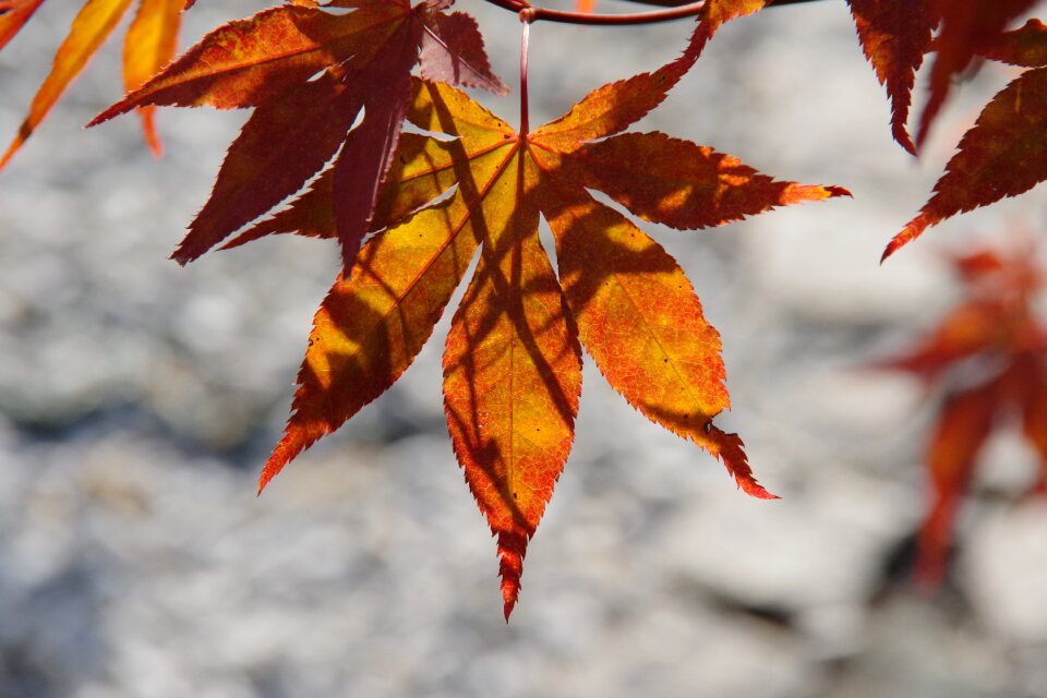 Nature colorful fall leaves