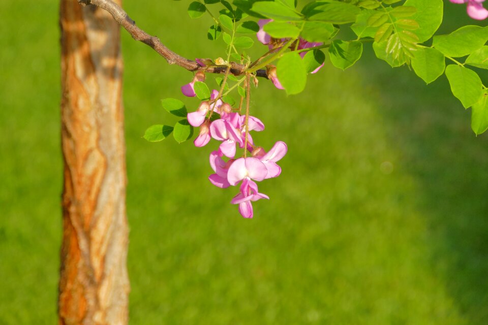 Flower spring a branch