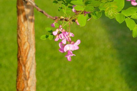 Flower spring a branch