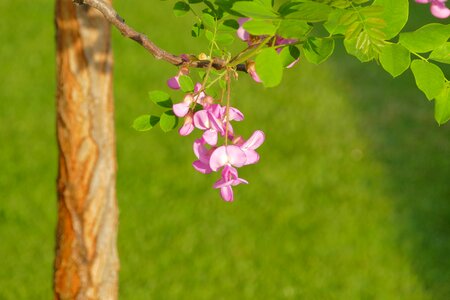 Flower spring a branch photo