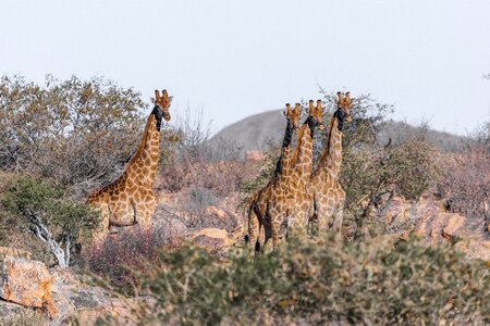 Nature mammal landscape photo