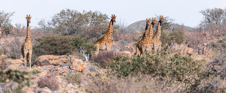 Nature mammal landscape photo