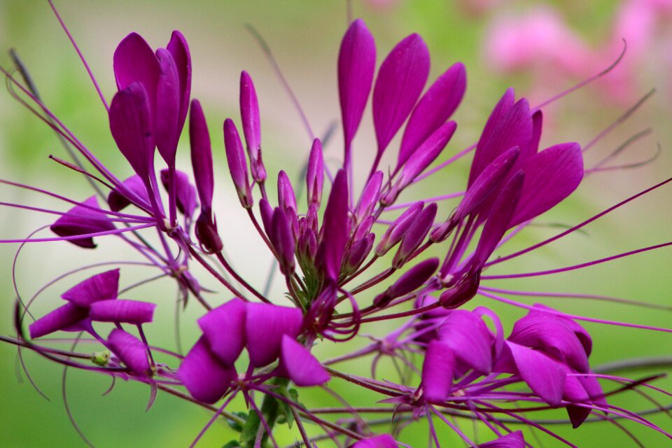 Garden purple summer