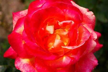 Bloom romantic fragrance