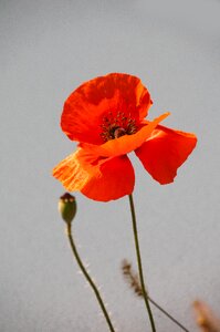 White background red flower