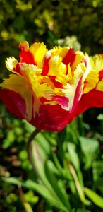 Tulip garden field photo