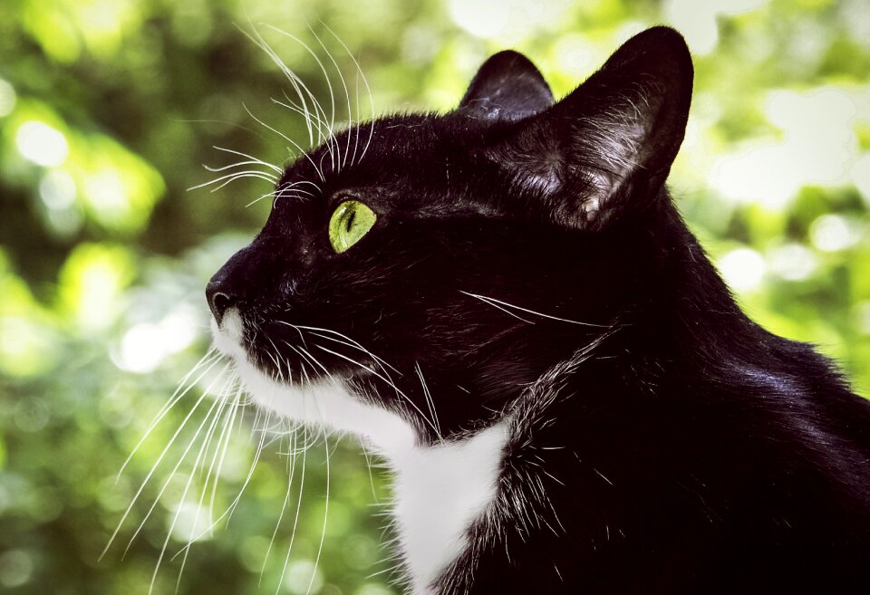 Side view cat face head