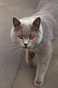 Eyes focused fluffy