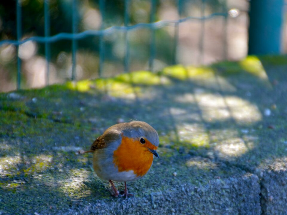 Animal world birds bill