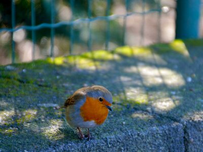 Animal world birds bill