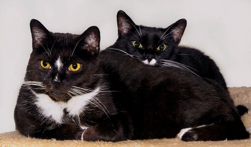 Concerns domestic cats father