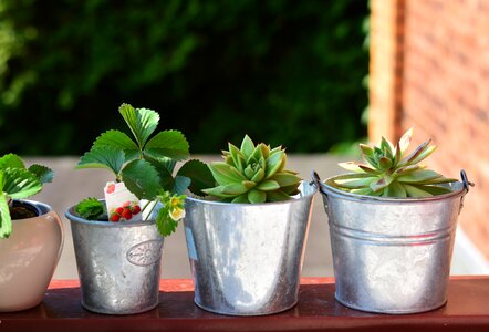 Flower pots plant series photo