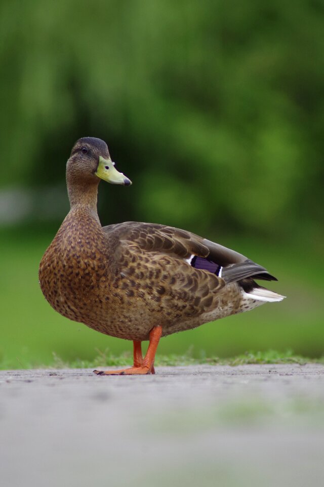 Bird animal fly