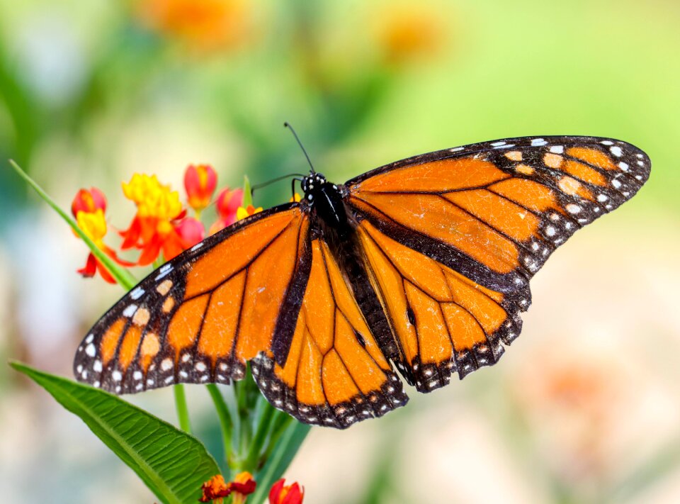 Wings flower colorful