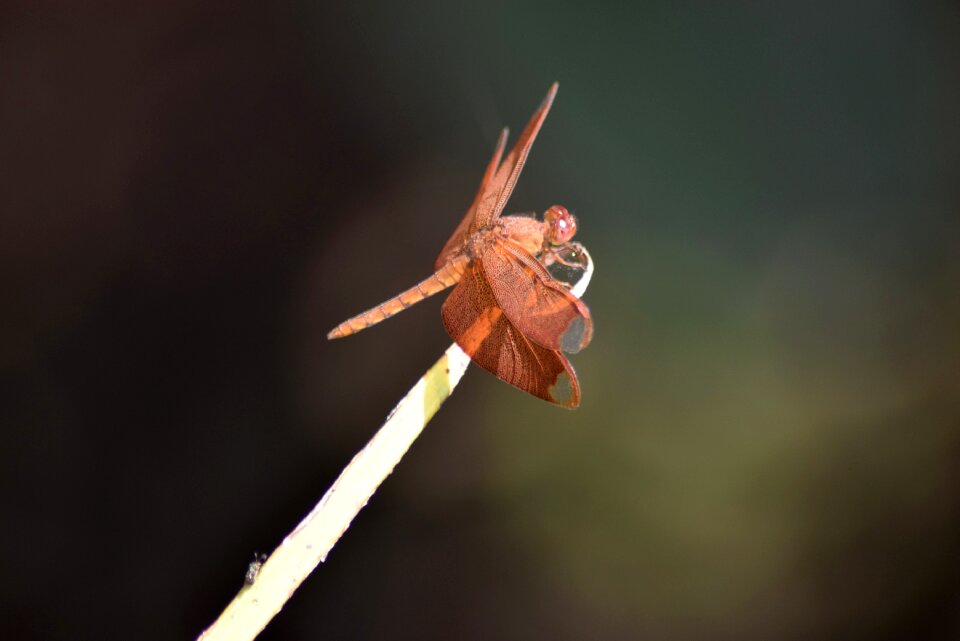 Arthropod green grass