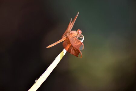 Arthropod green grass