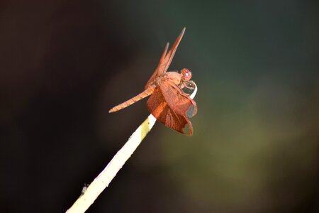 Arthropod green grass photo