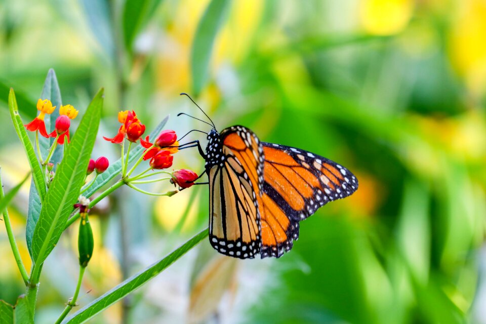 Outdoor animal wing