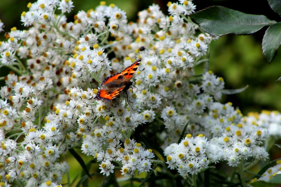 Flowers summer petals