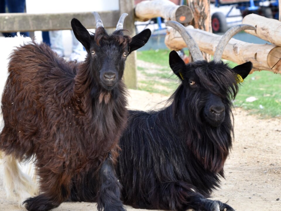Mammals farm nature