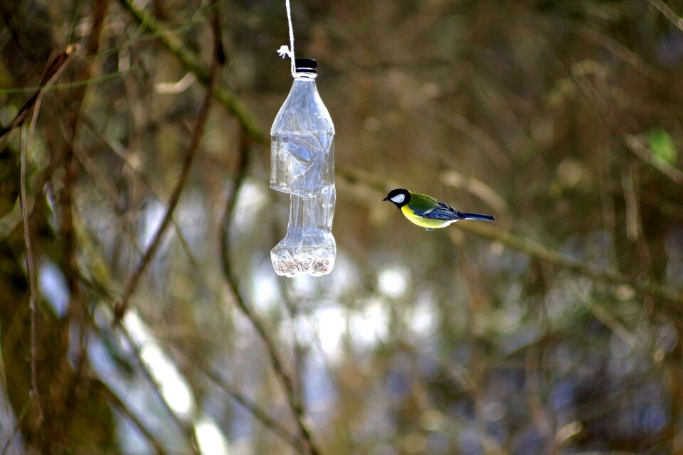 Blue tit wild birds