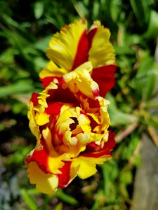 Garden leaf parrot tulip photo