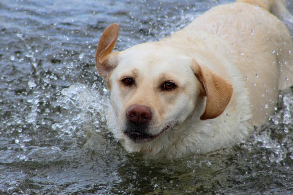 Swimming water drops shake