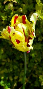Leaf color red yellow parrot tulip photo